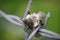 Closeup on a female Grey - backed mining bee, Andrena vaga, trying to find a safe spot in barbwire