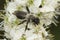 Closeup on a female Grey-backed mining bee, Andrena vaga on a white Blackthorn flower