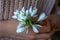 Closeup of female hand holding a bunch of snowdrops. womens day concept.