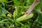 Closeup of female hands that harvest of zucchini growing in the garden.