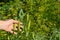 Closeup of female hands harvesting green peas growing in the garden.