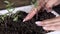 Closeup of female hands plant seedlings in a flower pot.