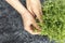 Closeup Female hands pluck young sprouts of peas or beans. green, juicy, fresh salad in container on black textured