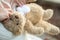 Closeup of female hands tearing off a teddy bear`s head selective focus