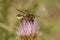 Closeup on a female Horned woodborer solitary be, Lithurgus cornutus on a purple thistle flower