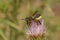 Closeup on a female Horned woodborer solitary be, Lithurgus cornutus on a purple thistle flower