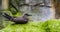 Closeup of a female inca tern sitting on a rock, coastal bird from America, near threatened animal specie