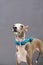 Closeup of female Italian greyhound face with blue hand craft collar on cement background, front view