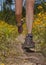 Closeup of female legs jogging on a trail.