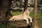 Closeup The female lion is lying on the litter. Background is forest and mountain