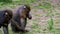 Closeup of a female mandrill looking for food and chewing on it, tropical primate specie from Africa with a vulnerable status