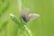 Closeup of a female mazarine blue butterfly (Cyaniris semiargus) on a blade of grass