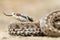 Closeup of female meadow adder