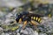 Closeup on a female Mediterranean small Black-tailed, Small-Woolcarder solitary bee, Pseudoanthidium melanurum