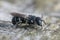 Closeup on a female Mediterranean small crenulate armoured resin bee, Heriades crenulatus in the Gard , France