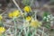 Closeup on a female Mediterranean woodboring bee, Lithurgus chrysurus on a yellow flower