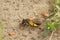 Closeup on a female Mellow minder solitary bee, Andrena mitits, loaded with yellow pollen