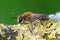 Closeup of a female Mellow Miner, Andrena mitis, on a plant