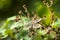 Closeup of a female migrant hawker Aeshna mixta resting under leaves in a tree