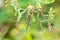 Closeup of a female migrant hawker Aeshna mixta resting under leaves in a tree