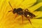 Closeup of a female Nomada cuckoo bee, Nomada on a dandelion