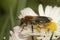 Closeup on a female orange-tailed, mining bee, Andrena haemorrhoa, sitting on a white common daisy flower