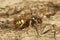 Closeup on a female Painted Nomad bee, Nomada fucata sitting on wood