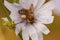 Closeup on a female Pantaloon bee, Dasypoda hirtipes, drinking nectar from a lightblue wild chicory flower