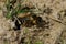 Closeup of a female Pantaloon bee, Dasypoda hirtipes , leaving her nest