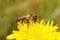 Closeup on a female Pantaloon bee, Dasypoda hirtipes sitting on a yellow flower
