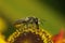 Closeup on a female Patchwork leafcutter bee, Megachile centuncularis, sitting on an orange Helenium flower