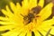 Closeup on a female of the rare Catsear mining bee, Andrena humilis sitting in a yellow dandelion flower