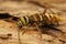 Closeup on a female of a rare and colorfull longhorn beetle, Pla