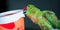 Closeup Female Rose-Ringed Parrot Platying With a Box Full of Cashew Nuts