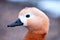 Closeup of female ruddy shelducks head