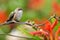 Closeup of a Female Rufous Hummingbird perched on a branch with copy space.