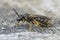 Closeup on a female small common furrow bee, Lasioglossum calceatum