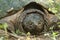 Closeup of Female Snapping Turtle