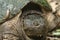 Closeup of Female Snapping Turtle