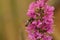 Closeup on a female solitary leafcutter bee , Megachile , on a purple loosestrife plant, Lythraria salicariae