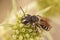 Closeup on a female Variable miner, Andrena variabilis sittin on the green Eryngo flower, Eryngium campestre