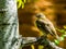 Closeup of a female village weaver bird sitting in a tree, popular tropical in aviculture from Africa