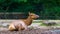 Closeup of a female wapiti laying on the ground, tropical deer specie from America