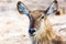 Closeup Female Waterbuck in Africa