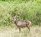 Closeup of female Waterbuck in Tanzania