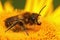 Closeup on a female Willughby`s leafcutter bee, Megachile willughbiella sitting on a yellow flower of Inula officinalis