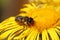 Closeup on a female Willughby's leafcutter bee, Megachile willughbiella sitting on a yellow Inula