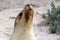 Closeup on a femalee Australian Sea Lion at Seal Bay Kangaroo Island ,South Australia