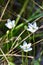 Closeup of Fen Grass of Parnassus (Parnassia glauca) flowers along hiking trail at Presqu\\\'ile