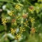 Closeup of fennel flower